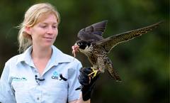 EN LIBERTAD. Un Halcón Peregrino de un año herido come de la mano de su entrenadora Erin Stone tras realizar un vuelo en un parque de Sídney (Australia).