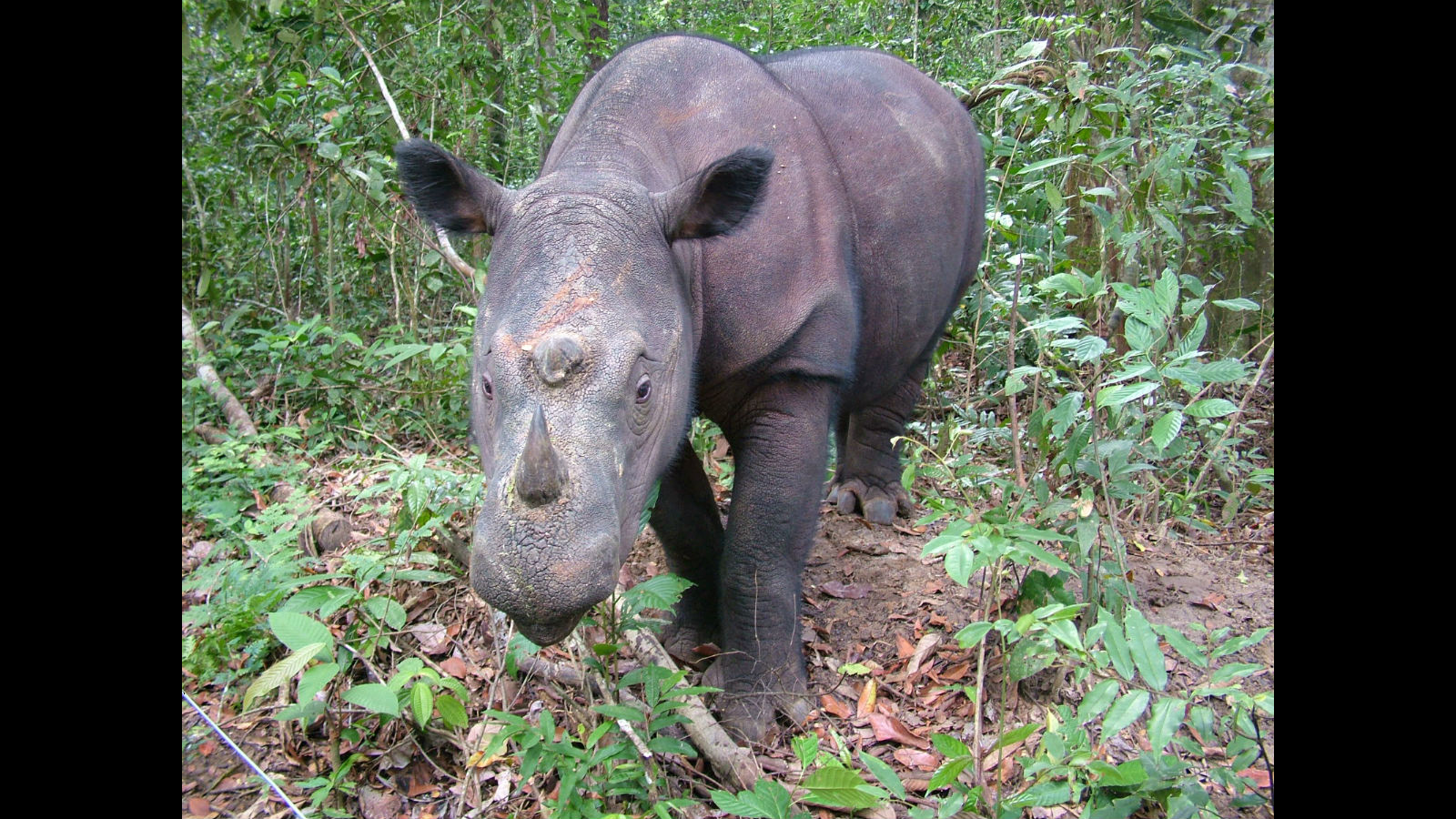 Doce de las 100 especies más amenazadas de la Tierra Ciencia ABC.es