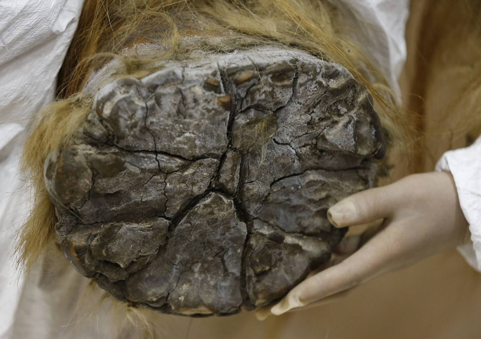 
La pata del mamut «Yuka» el cual ha sido conservado perfectamente para ser expuesto
