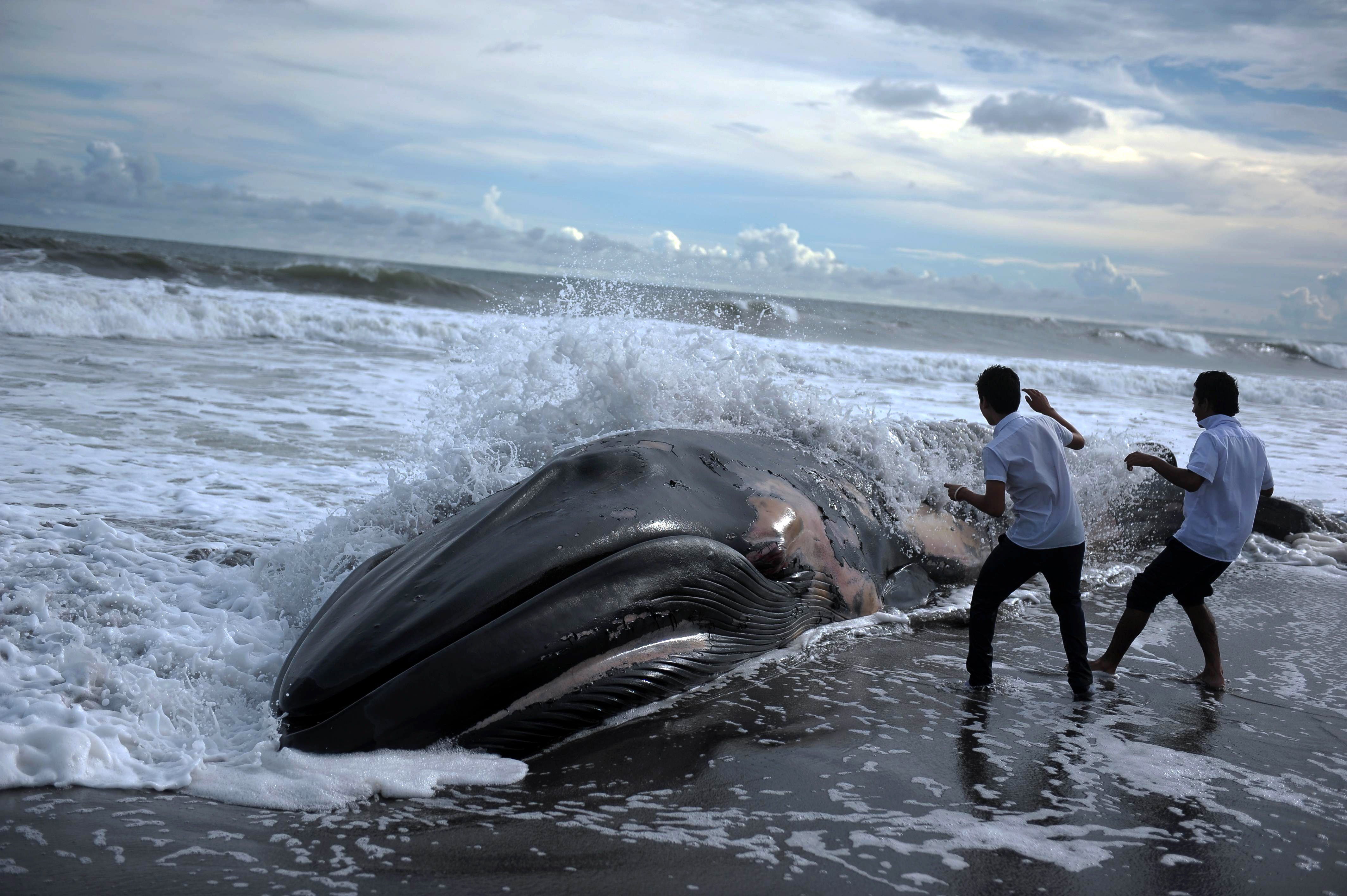 Una ballena barada en la costa de Toluca  Beach (El Salvador)