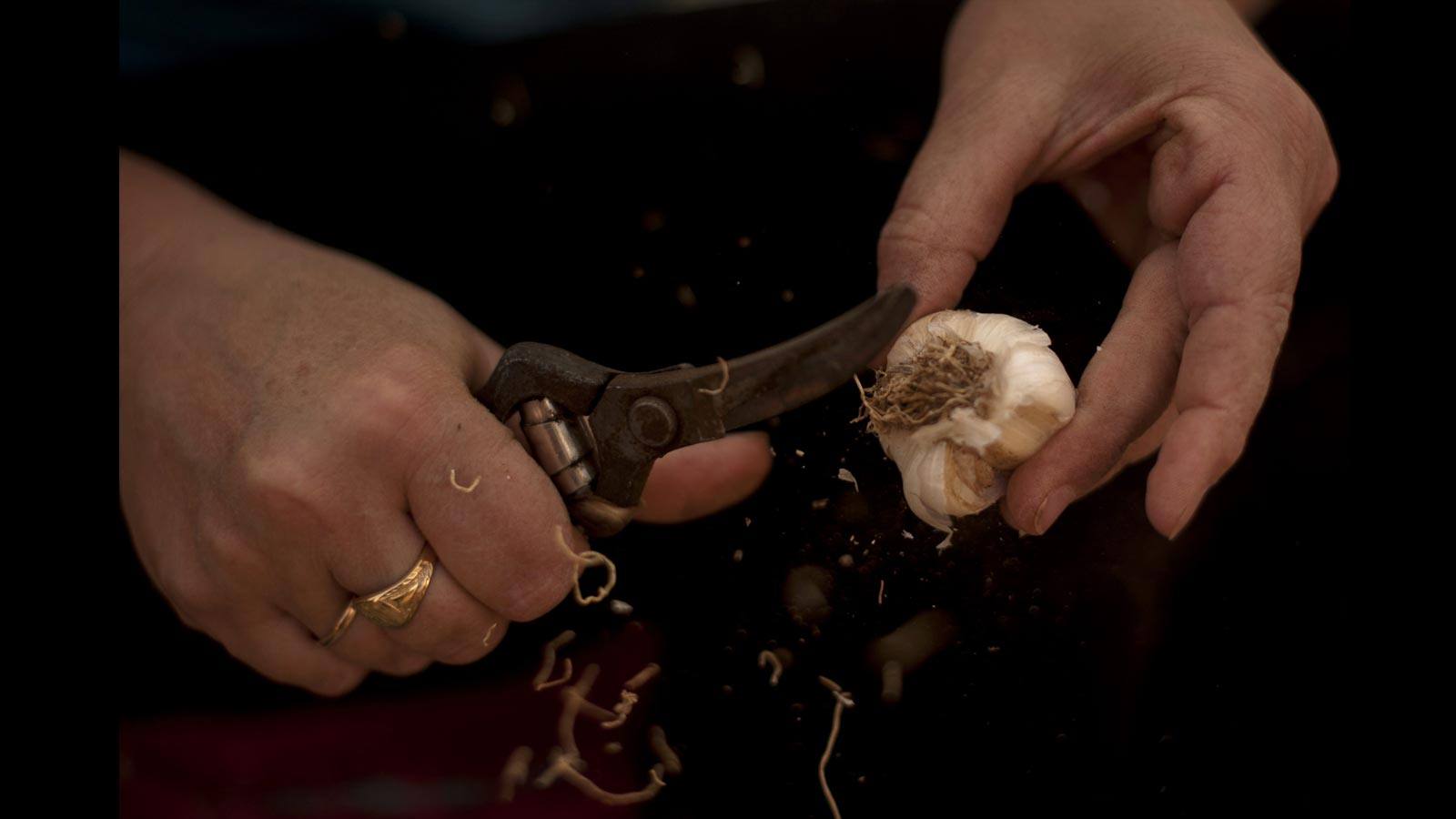 Estos 150 desempleados han encontrado su «salvación» en el campo. La tasa de desempleo en Málaga es de las más altas en España, cerca del 37 por ciento (la media es del 27 por ciento)