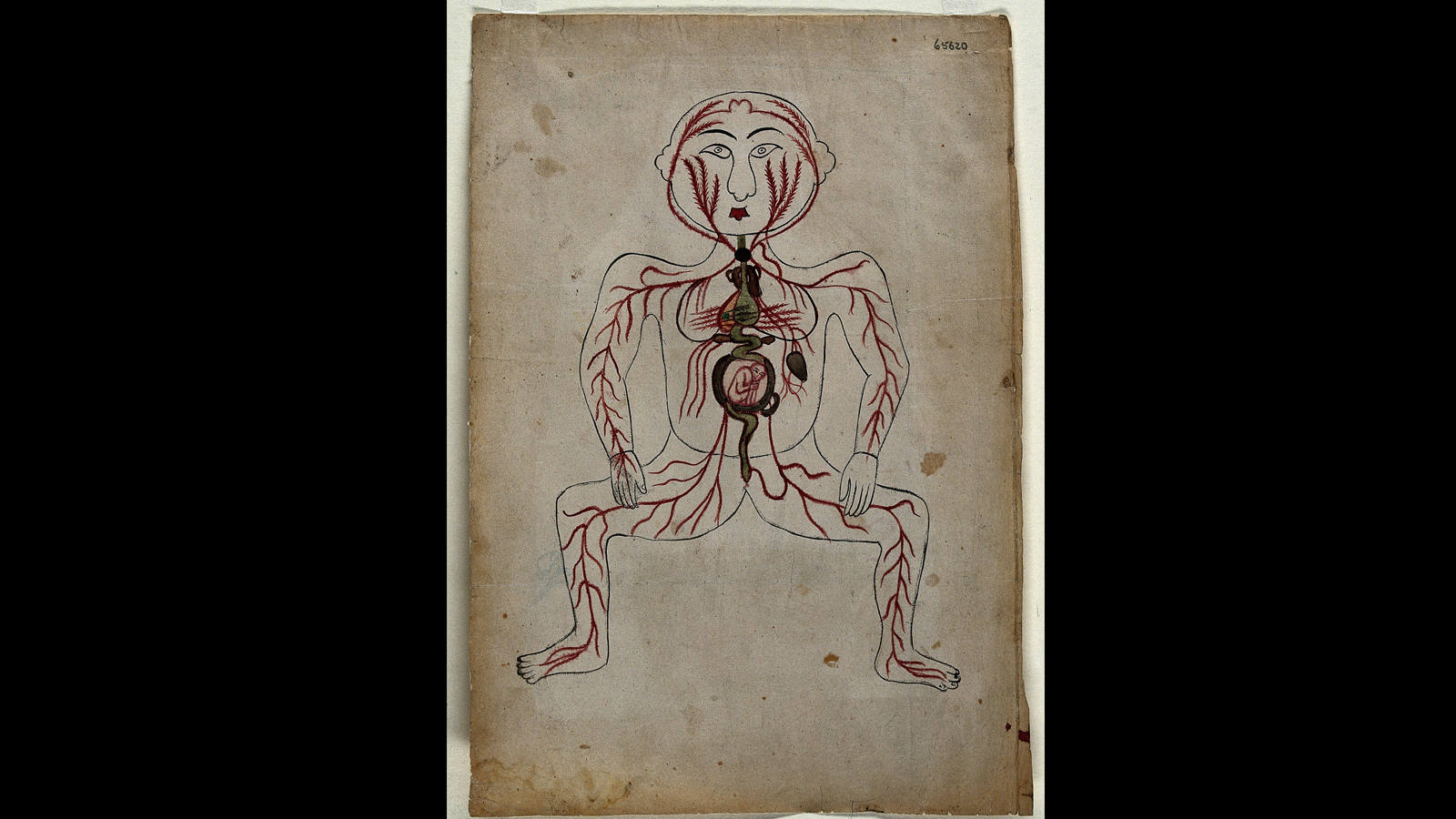 
Ilustración anatómica, Iran, siglo XIX, Welcome Library, Londres.
