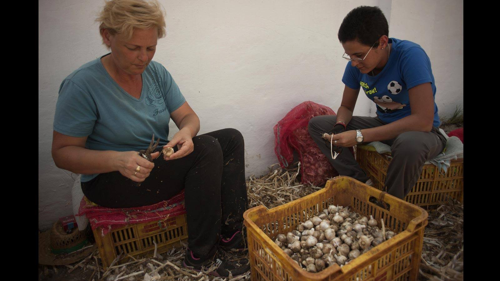 Estos 150 desempleados han encontrado su «salvación» en el campo. La tasa de desempleo en Málaga es de las más altas en España, cerca del 37 por ciento (la media es del 27 por ciento)