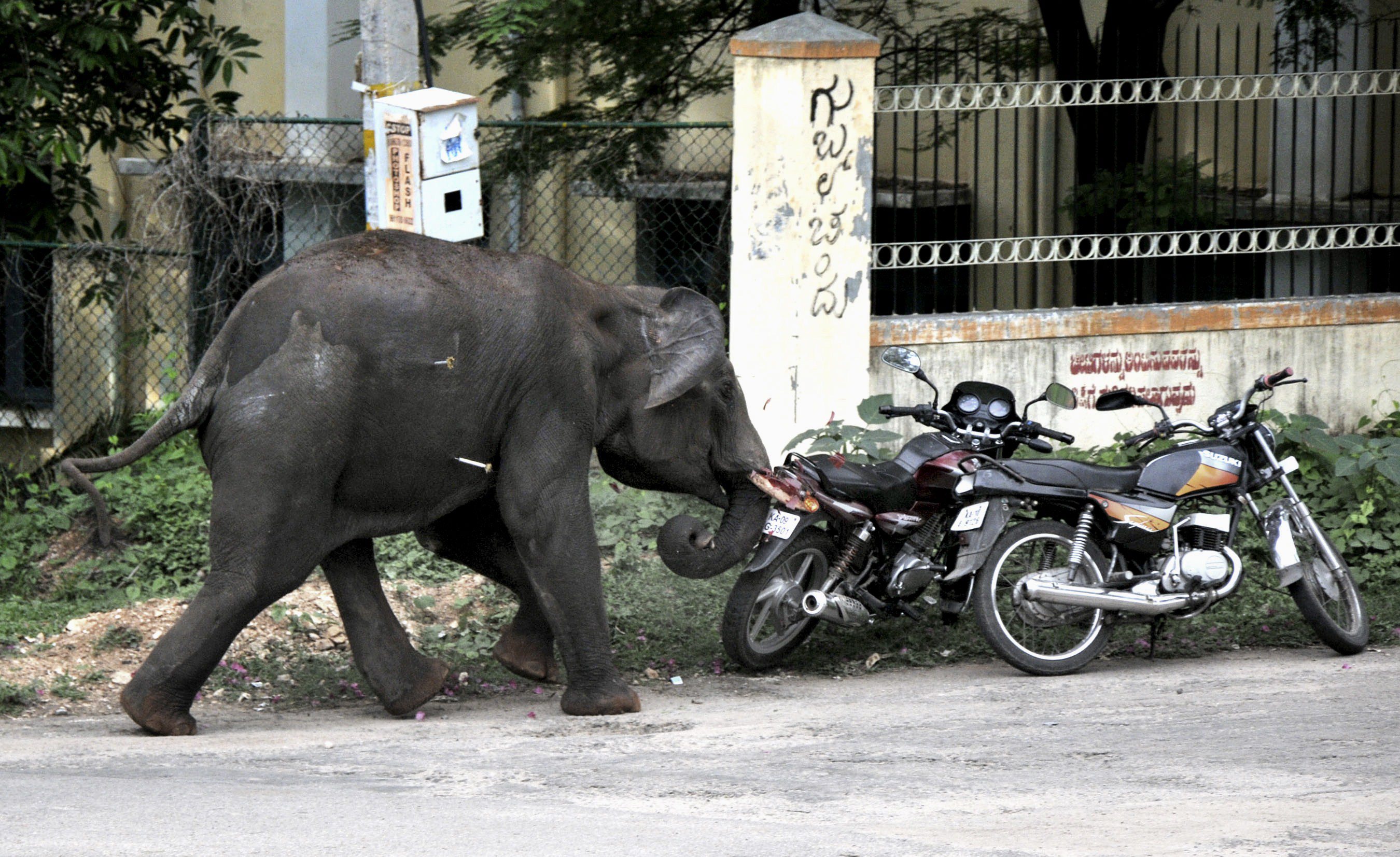 Dos elefantes siembran el p�nico en una  ciudad de La India