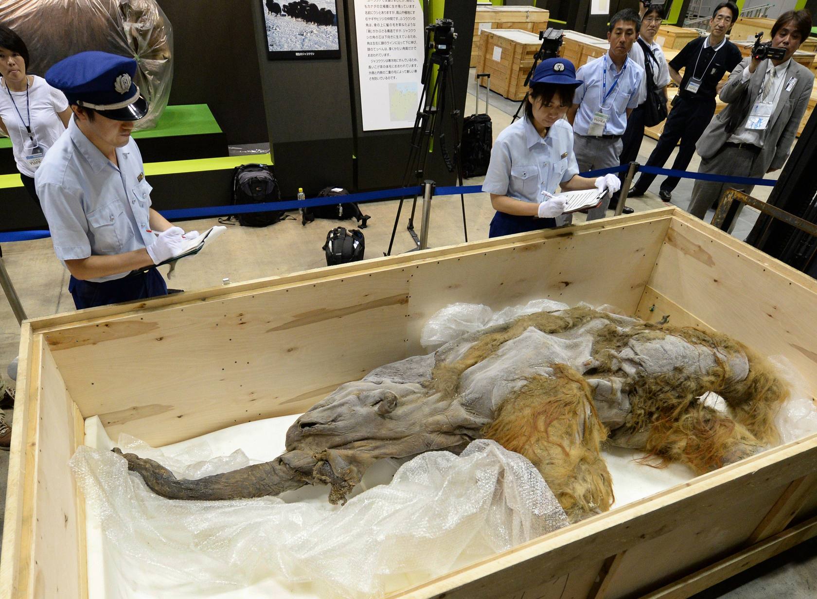 
Los policías de aduana inspeccionan al mamut que llegaba a una exposición en Yokohama
