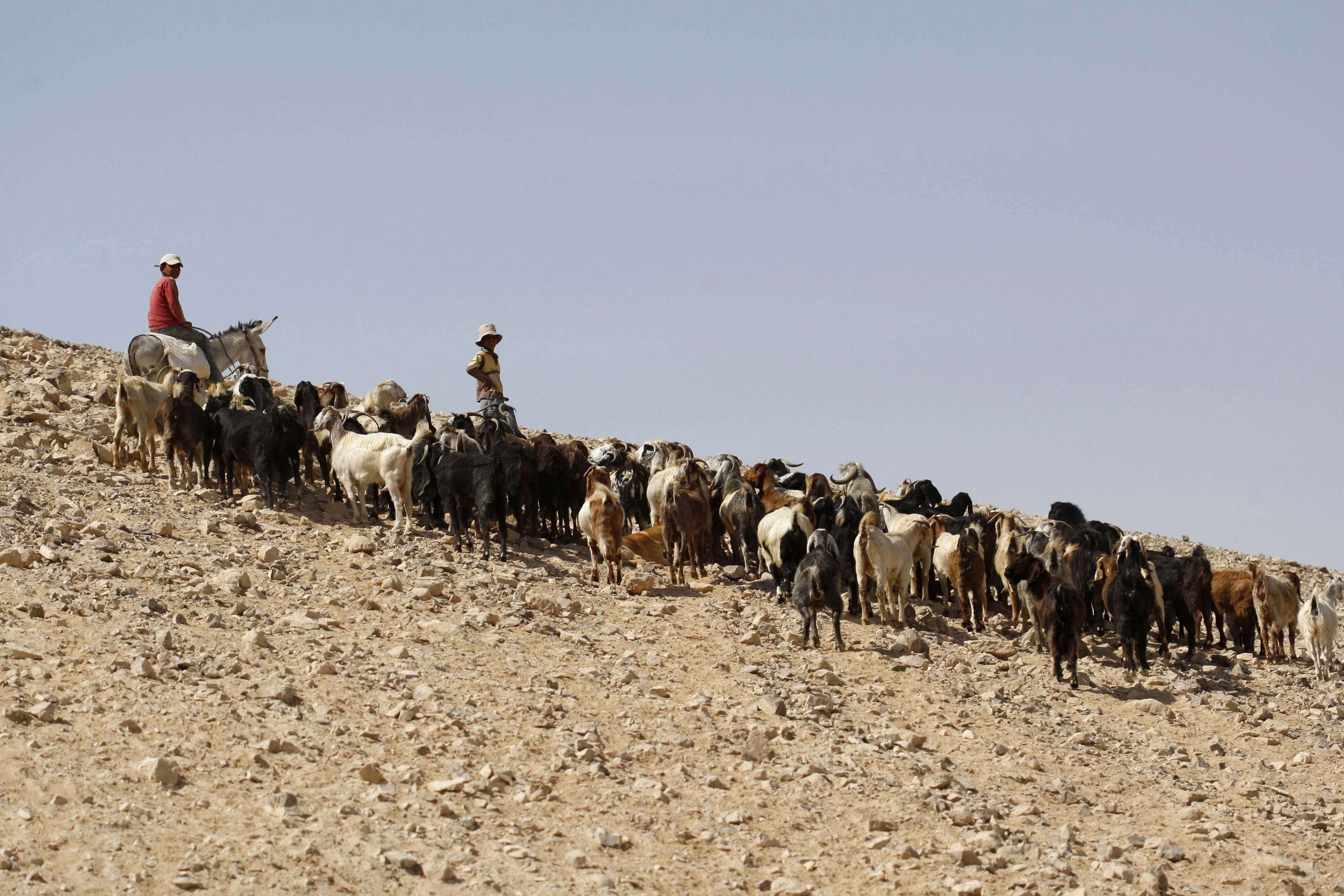Tareas de pastoreo en el desierto entre la ciudad cisjordana de Belén y