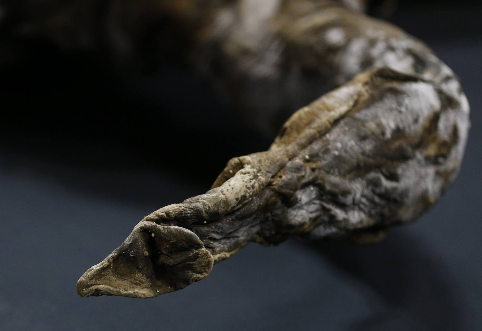 
La trompa del mamut «Yuka» el cual murió destripado por primitivos seres humanos tras ser atacado por leones
