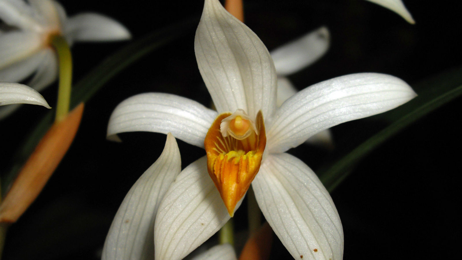 El tesoro natural del Gran Mekong Ciencia ABC sevilla.abc.es