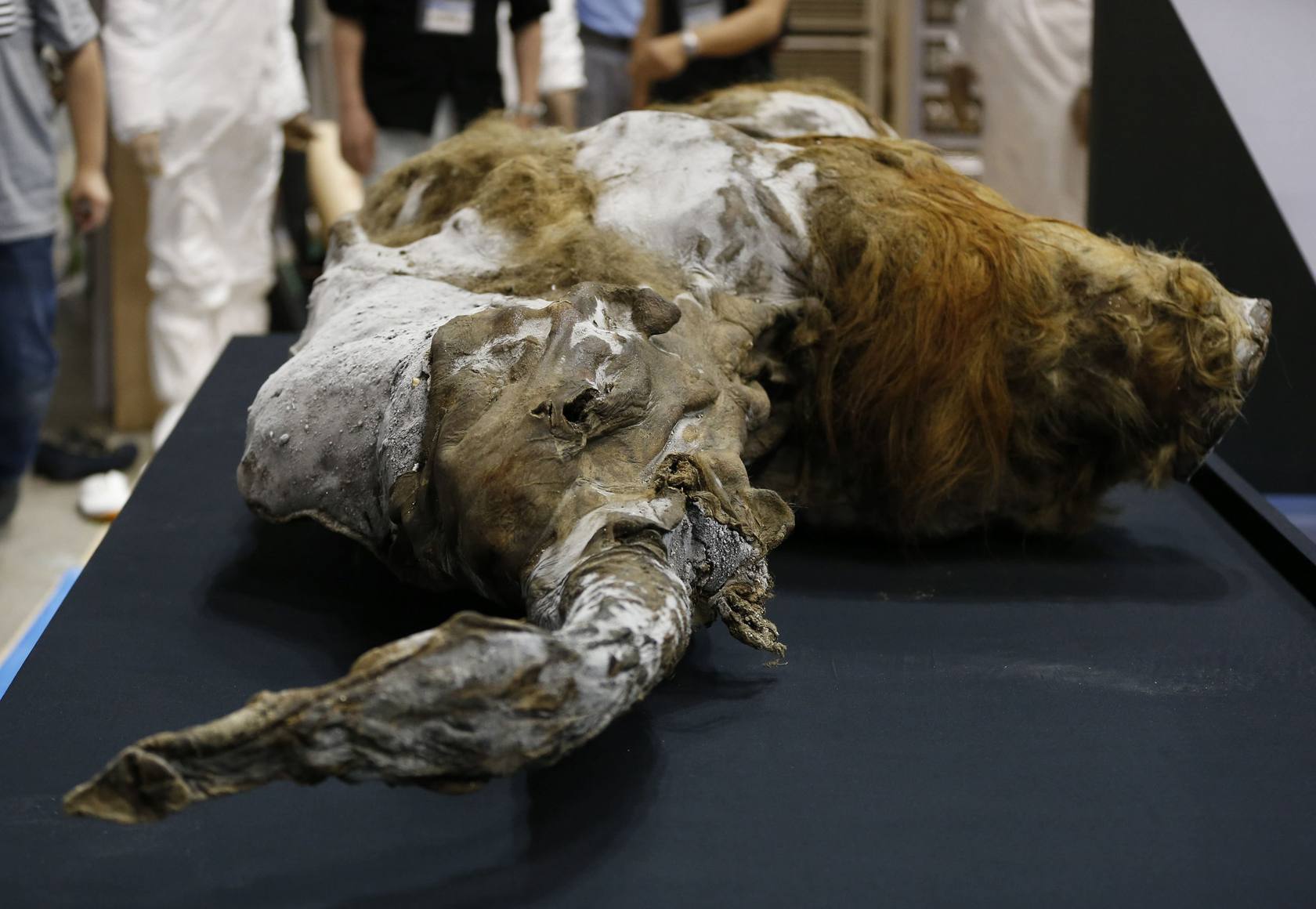 
El mamut fue encontrado en Siberia, Russia
