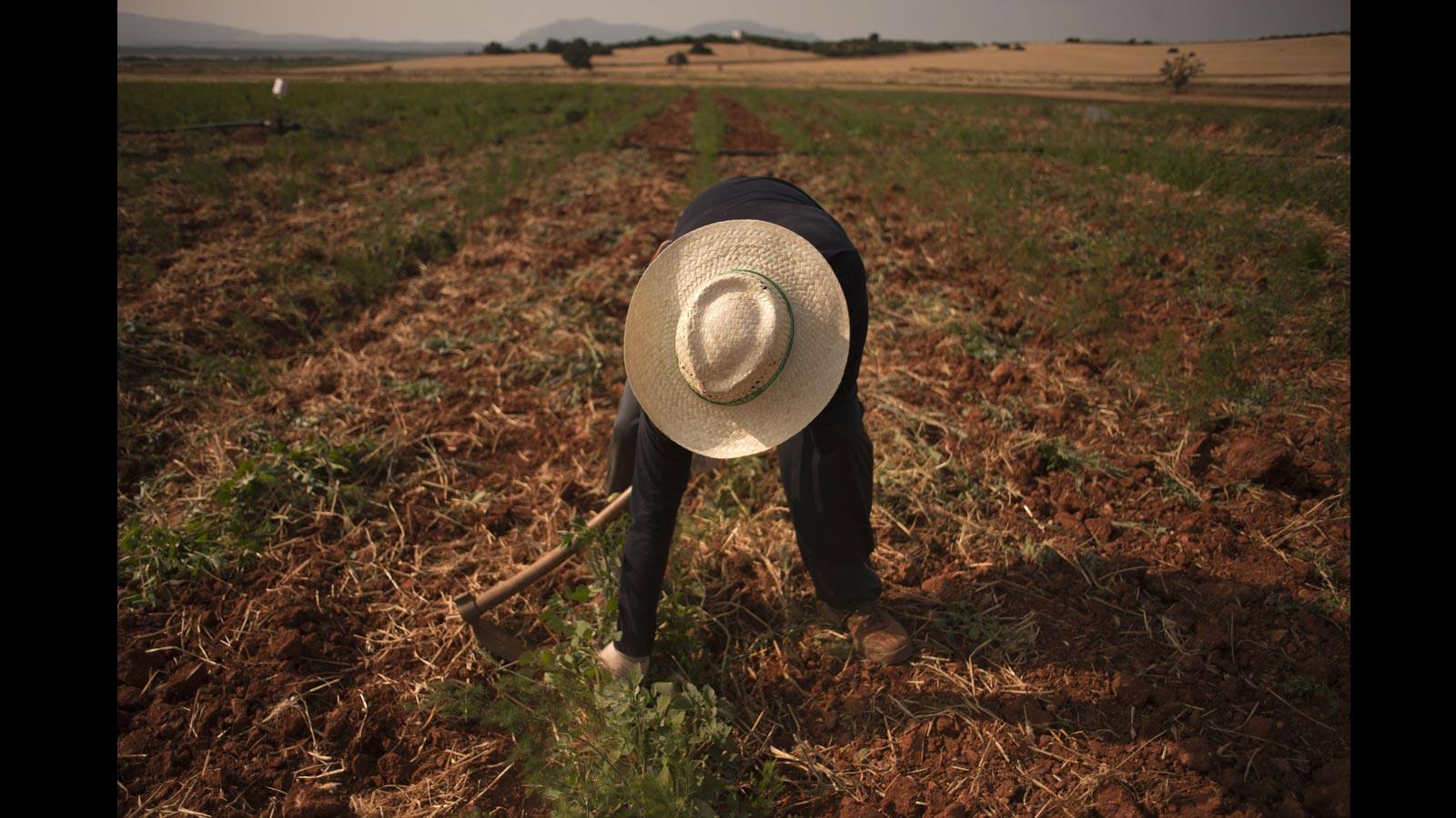 El Ayuntamiento de Alameda (Málaga) lleva a cabo este verano un programa temporal de empleo para dar trabajo a desempleados de la localidad. Juan Lorenzo Pineda (IU) espera que este proyecto vaya creciendo con los años