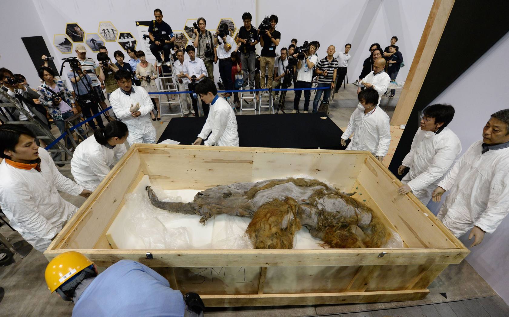
El mamut estará en la exposición desde el 13 de julio de 2013 al 16 de septiembre de 2013 en Yokohama, al sur de Tokyo
